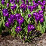 Bulbes à fleurs à planter à l'automne - Crocus Flower Record (x12) - face recto